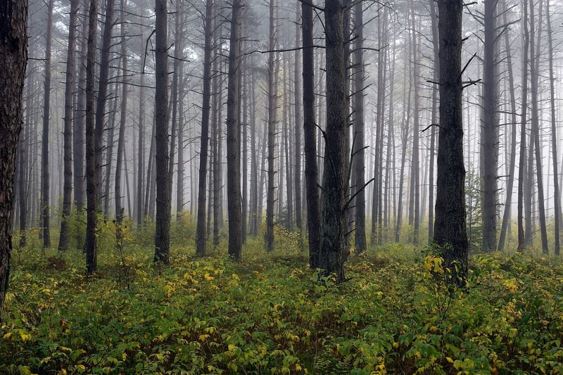 Forest Exploration