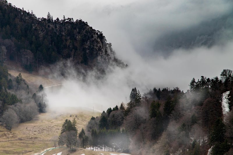 Black Forest